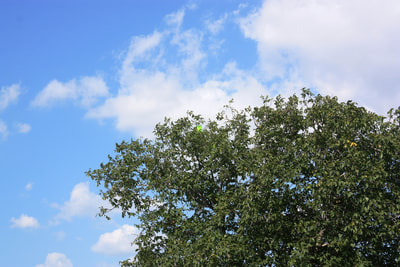 Rhagoletis completa-Nyugati dióburok fúrólégy csapdázás a fa tetején.
Fotó: Molnár Szilárd